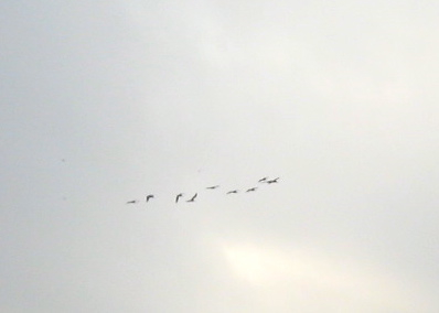 Birds!